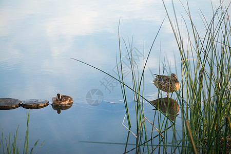 早上秋天的鸭子和小鸭子女性游泳野生动物母亲海浪蓝色池塘荒野教育铅笔图片