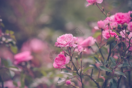 花园里有浪漫的粉红玫瑰花图片