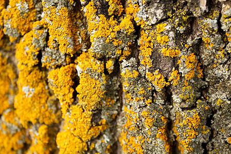 旧树皮棕色木头裂缝苔藓灰色黄色生态植物图片