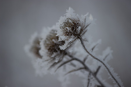 冷冻植物 冬季图片