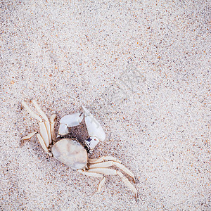 海滩沙滩上的白螃蟹用于夏季和海滩的概念季节情调旅行天堂太阳闲暇假期海洋星星异国图片