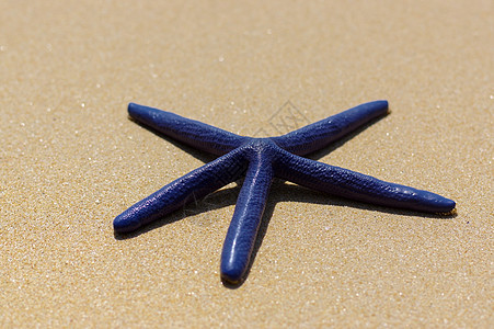 白沙晴天上的蓝海星贝壳海岸边界动物框架水族馆星星宏观蓝色生活图片
