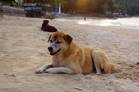 狗在海滩上躺在沙滩上看暑假动物猎犬海洋房子天堂阳光假期太阳自由日落图片