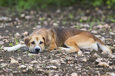 棕色狗在自然背景上的照片爪子犬类鼻子猎犬石头乐趣牙齿宠物动物女性图片