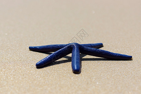 白沙晴天上的蓝海星贝壳动物海岸线蓝色热带框架星星水族馆旅行海滩图片