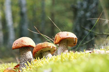 垂直的苔中的3个莱西努姆荒野树叶熟食苔藓烹饪帽子桦木植物群橙色生长图片