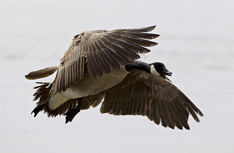 美丽的孤立的图片 与飞翔的加拿大鹅图片