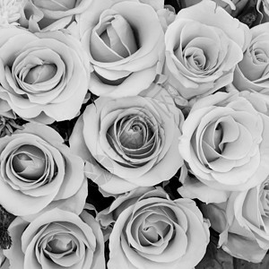 美丽的玫瑰花团 在黑色和白色的音调背景下开花图片