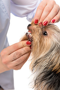 兽医牙医检查狗牙的白种底片图片