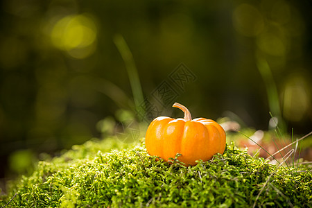 南瓜感恩蔬菜苔藓黄色季节橙子壁球假期季节性绿色图片