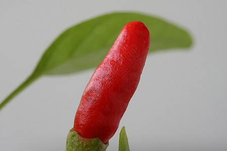 花盆中的小胡椒红色营养园艺生长烹饪辣椒蔬菜花园香料食物背景图片