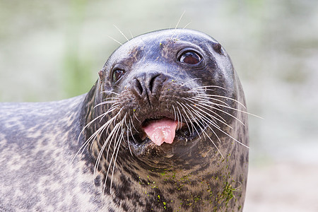 海狮闭合阴影眼睛哺乳动物生活潜水海洋国家蓝色尾巴牙齿图片