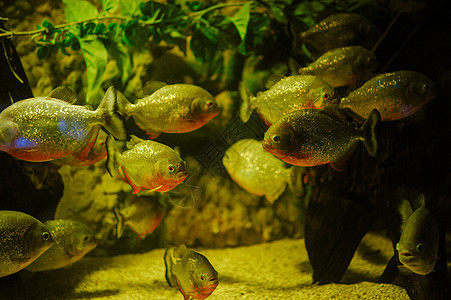 海洋生命 外来热带珊瑚礁蓝色水族馆活力红色动物情调海洋珊瑚运动黄色图片