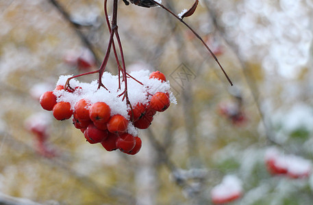 雪下明山灰图片