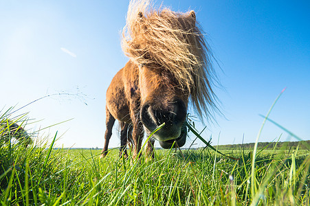 马跑步灰尘力量场地农场天空赛跑者太阳鬃毛哺乳动物图片