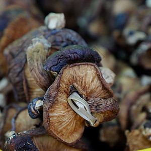 农户市场枯竭的蘑菇农贸市场营销营养露天安全农业纤维蔬菜店铺饮食图片