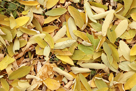 秋余假森林地面叶子树叶植物黄色环境橙子季节彩色图片