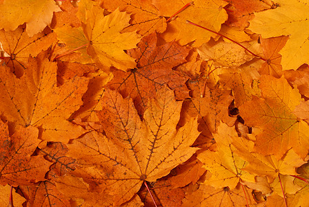 树叶森林植物叶子季节地面季节性环境彩色橙子黄色图片