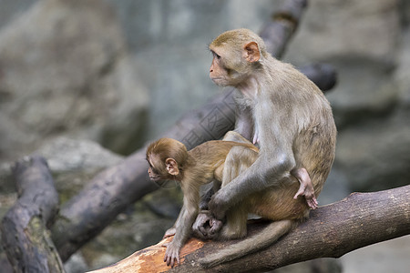 猴子妈妈和小猴子坐在树枝上的照片 在树枝上荒野毛皮动物灵长类生物动物园乐趣野生动物吉祥物公园图片