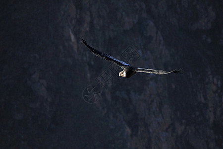 成年男性神鹰在峡谷飞行翅膀天空翼展清道夫风景力量食肉鸟类爪子成人图片