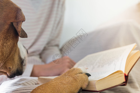 狗把爪子放在书上图片