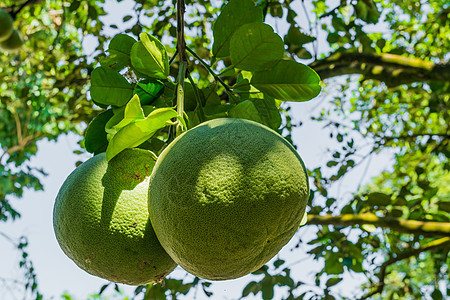 波梅洛水果花园热带植物白色绿色绿色植物柚子黄色食物橙子图片