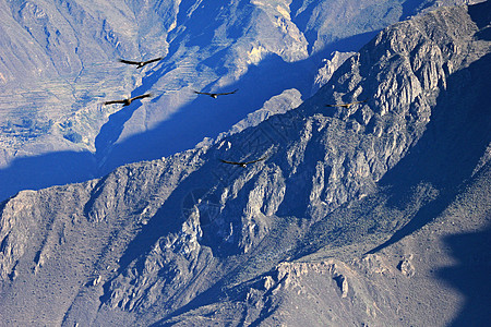 五只神鹰在科尔卡峡谷飞行图片