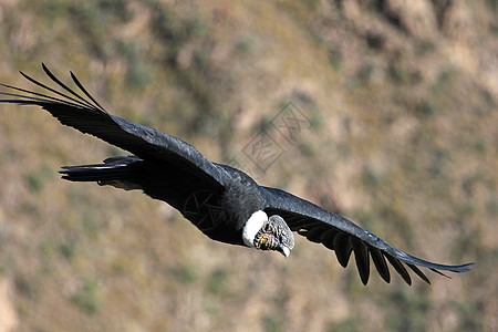雄马神鹰飞近力量捕食者鸟类秃鹰自由翅膀风景眼睛飞行男性图片