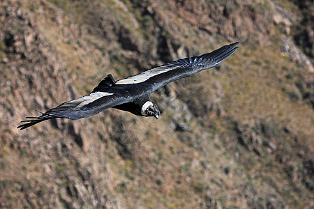 雄马神鹰飞近猎物羽毛风景峡谷成人翼展荒野精神航班力量图片