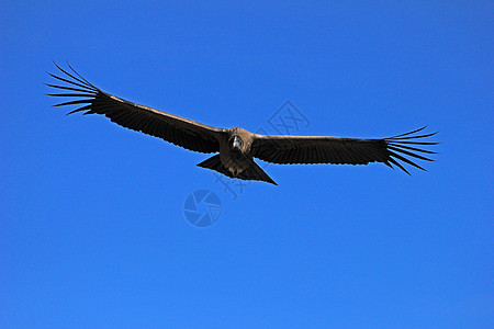 年轻的雄性和雄性小神鹰飞近天空荒野精神爪子飞行猎物男性航班眼睛力量图片