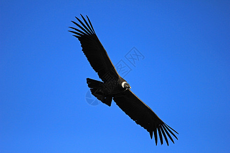 雌性和雌性神鹰飞近猎物食肉眼睛自由风景翼展动物精神女性航班图片
