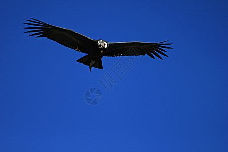 雄马神鹰飞近力量爪子翼展天空自由秃鹰羽毛鸟类捕食者动物图片
