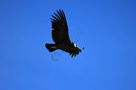 雌性和雌性神鹰飞近荒野精神翼展翅膀自由航班天空力量女性羽毛图片