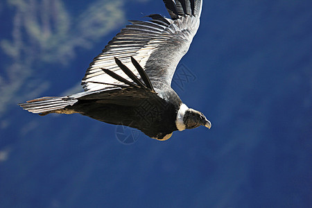 雌性和雌性神鹰飞近翅膀航班捕食者翼展爪子飞行天空动物眼睛猎物图片