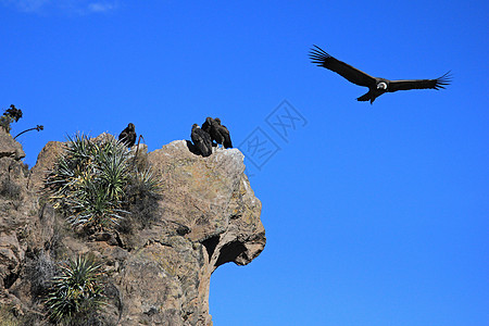 秃鹰飞翔 有些坐着风景眼睛精神清道夫动物天空力量翅膀荒野航班图片
