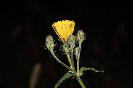 美丽的黄花缝合香味橙子生物学块茎宏观阳光太阳植物群花瓣叶子图片