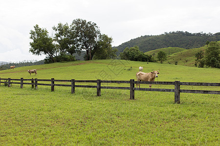 山上草原上的牛栏篱笆场景土地叶子场地晴天太阳公园奶牛季节图片
