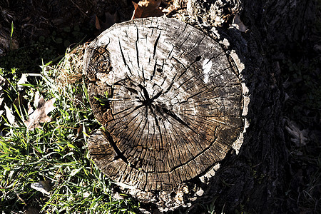 树的旧树枝硬木绿色材料林业环境粮食棕色生态木头森林图片