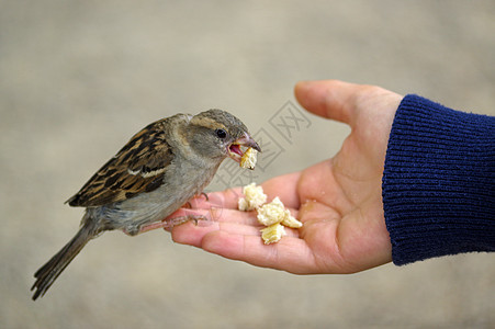 食用伸出的手做面包的麻雀鸟夫妻生活正方形野生动物太阳生物食物蛋糕翅膀麻雀图片