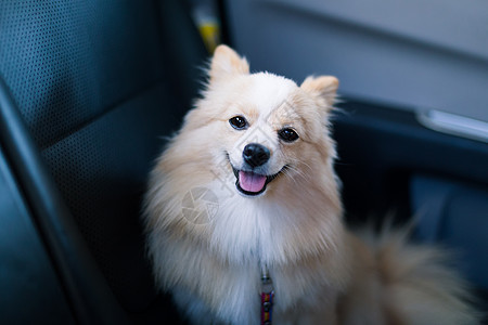 车里的狗狗奢华汽车斗牛犬白色宠物犬类腰带舌头座位动物图片