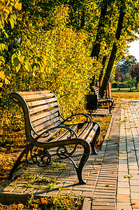 秋季公园的座椅 美丽的秋天风景小路植物生活森林橙子木头金子孤独长椅树干图片