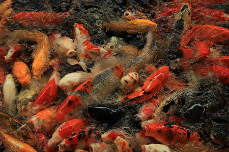 科伊卡罗普人游泳金子动物水族馆黑色白色池塘橙子金鱼宠物图片