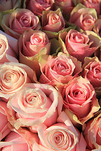 新娘布置中的粉红玫瑰绿色婚姻浪漫玫瑰植物庆典植物学仪式花朵婚礼图片