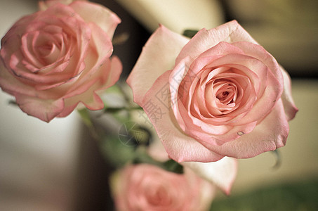 桌上的粉红玫瑰花礼物植物群假期叶子花束纪念日花园婚礼植物艺术图片