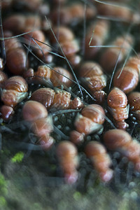 树上一小群红色婴儿蚂蚁恐慌照片宏观团体环境殖民地幼虫生活漏洞生物图片