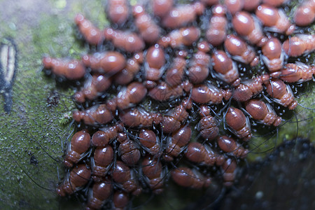 树上一小群红色婴儿蚂蚁宏观荒野照片动物组织团体警报恐慌环境生物学图片