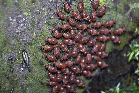 树上一小群红色婴儿蚂蚁组织工作荒野生物学宏观漏洞警报恐慌团体照片图片