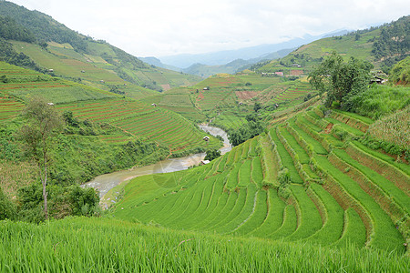 vietnam水稻梯田生态食物种植园曲线土壤土地旅行场地农场绿色图片