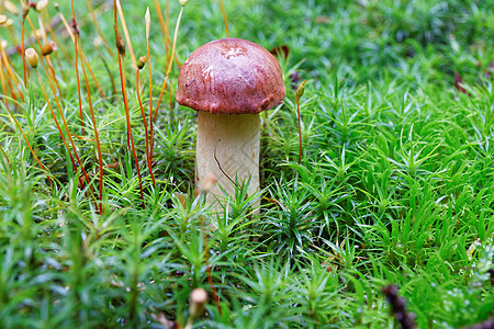 闪光性坏蛋蘑菇照片木头宏观森林菌类食物干燥剂苔藓荒野饮食图片