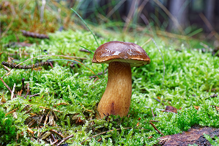闪光性坏蛋蘑菇季节森林宏观饮食照片食物苔藓干燥剂荒野木头图片